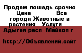 Продам лошадь срочно › Цена ­ 30 000 - Все города Животные и растения » Услуги   . Адыгея респ.,Майкоп г.